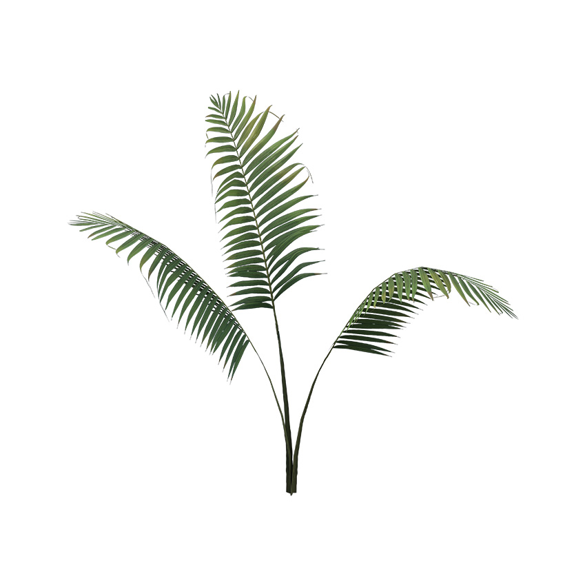 Lytocaryum weddellianum - Weddell's Palm